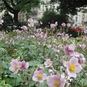Anemone japonica